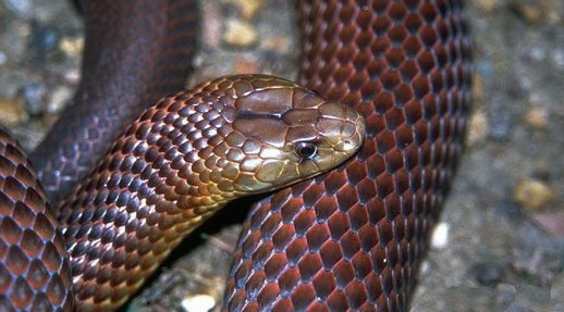 男子家中爬进2米长蛇 全球最恐怖十大毒蛇排行榜(4)