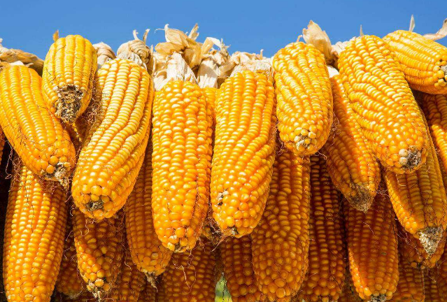 内蒙古十大特产推荐 内蒙古最值得带的特产榜单